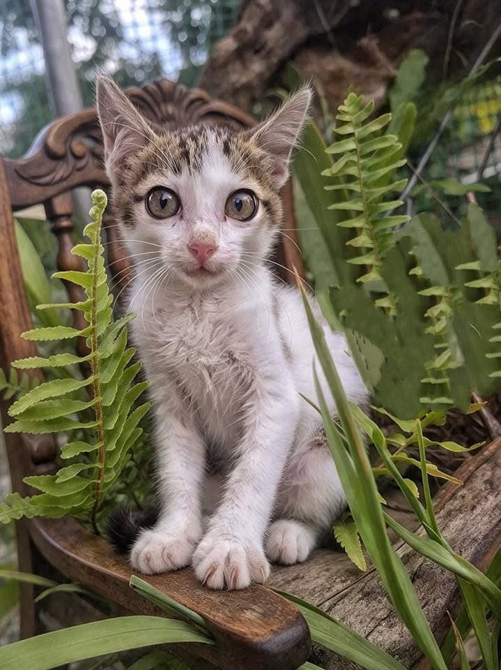 Gatitas en adopción responsable en Pereira 