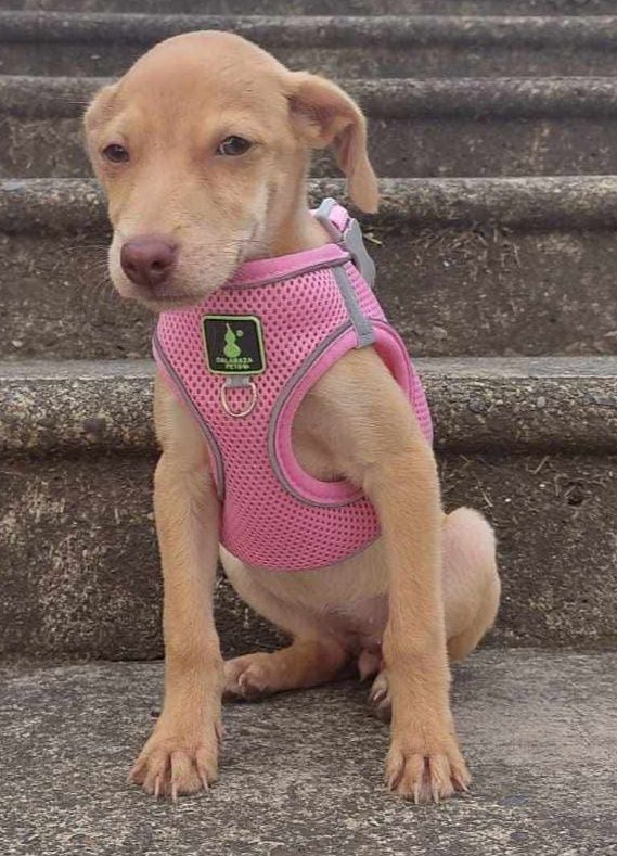Perra en adopción en Pereira, Risaralda 