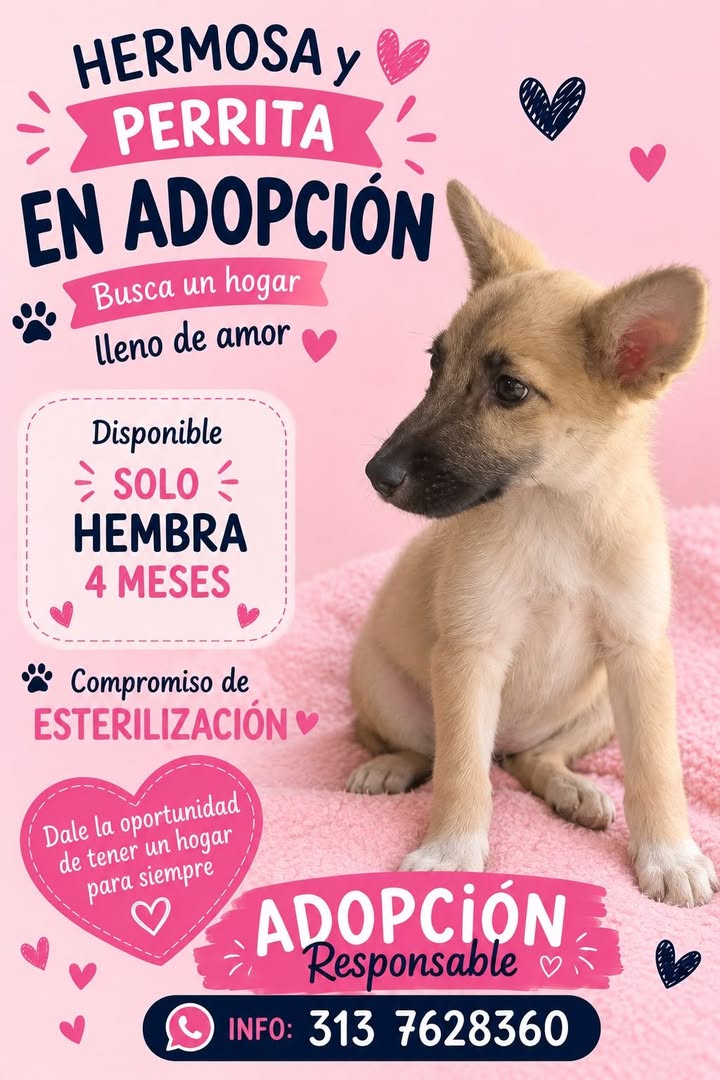 Perrita en adopción Tuluá Valle 