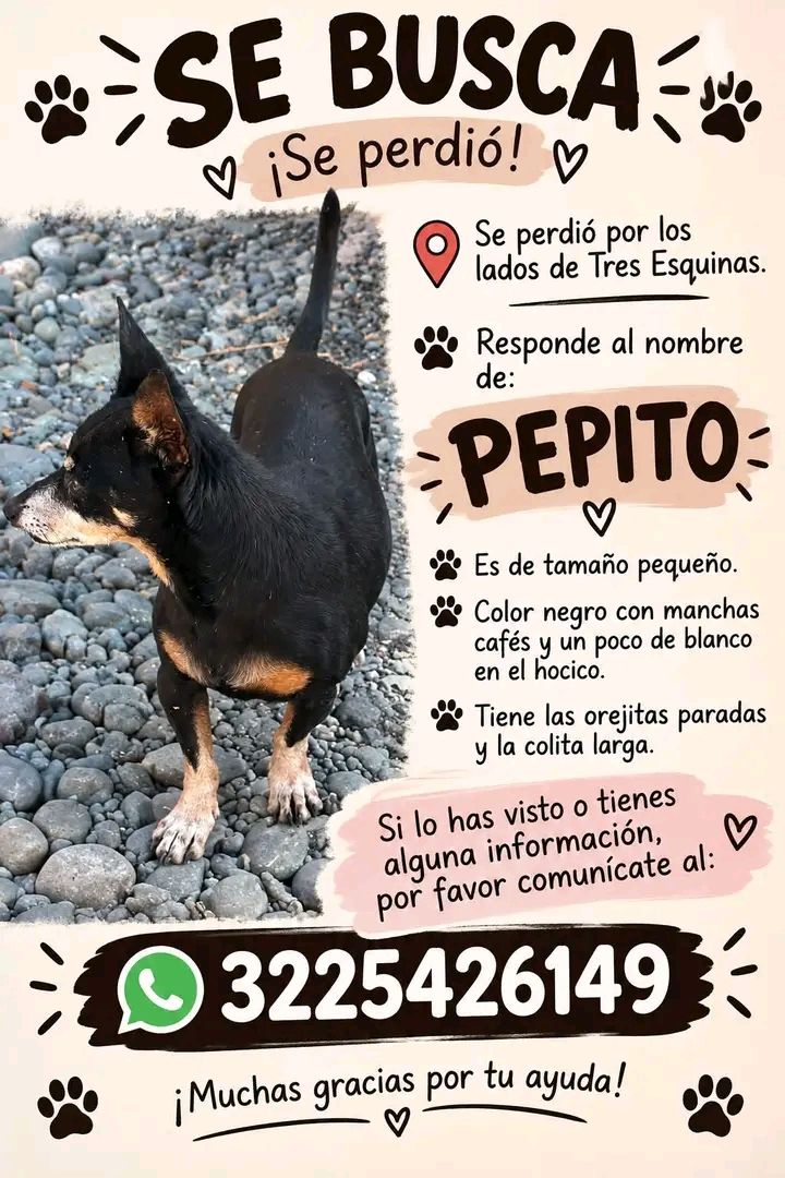 Perro Pepito perdido en Tuluá 