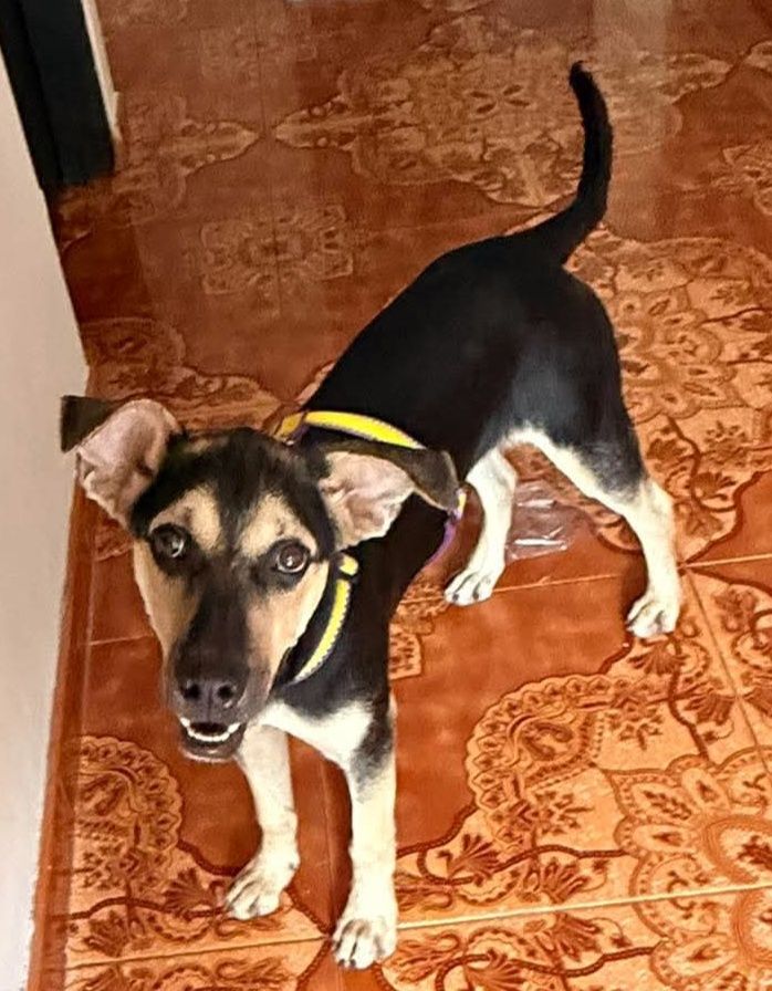 Perra en adopción en Pereira, Risaralda 