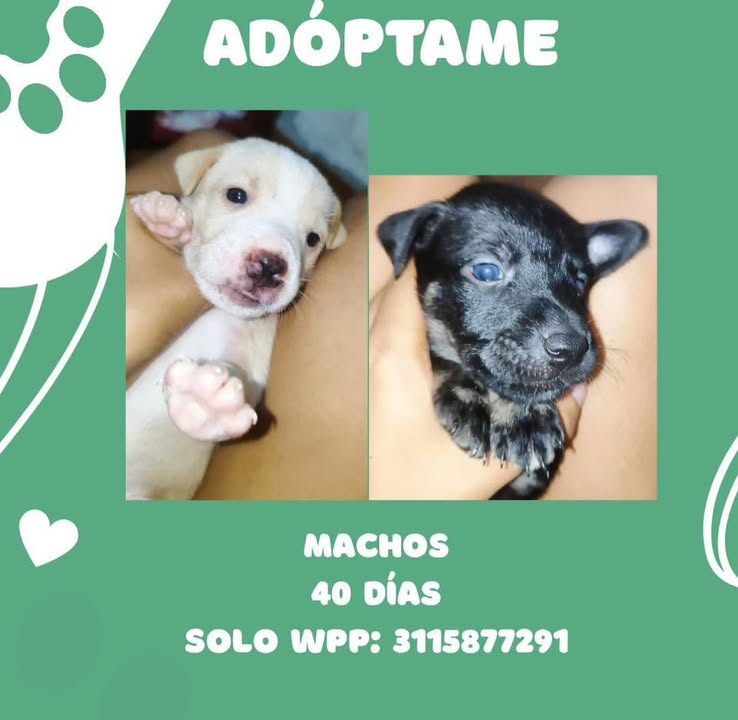 Adopción cachorros machos Pereira 
