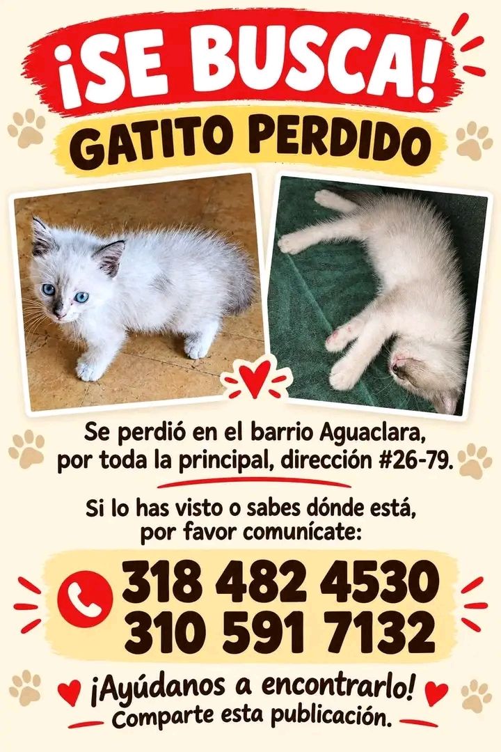Gatito perdido en Tuluá, Valle 