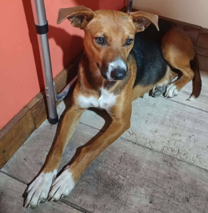 Buscan Hogar para Perritos en Adopción 