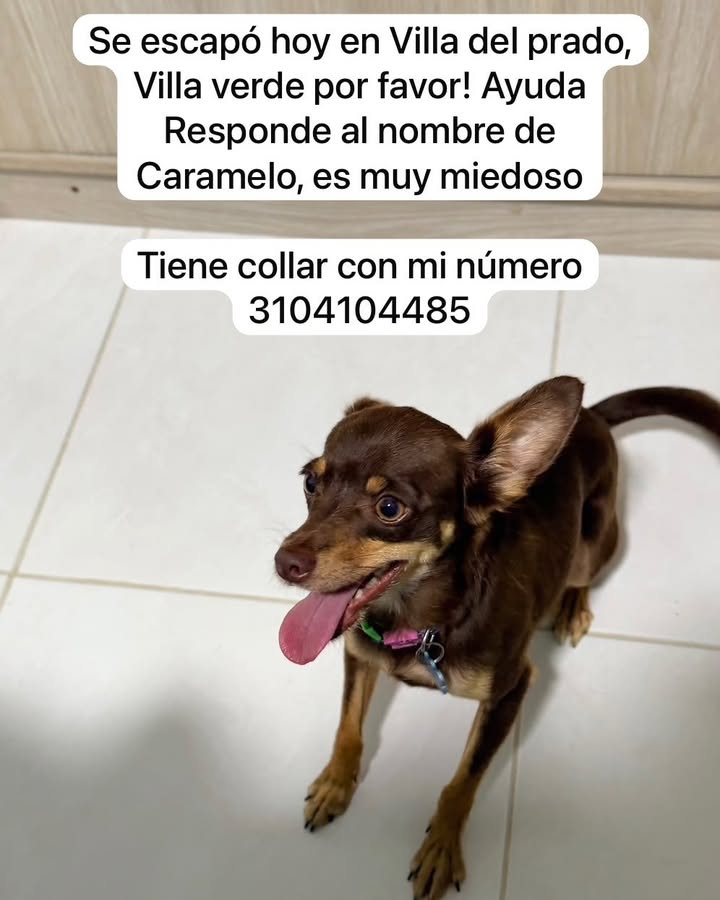 Perro perdido en Villa del Prado, Villa Verde 