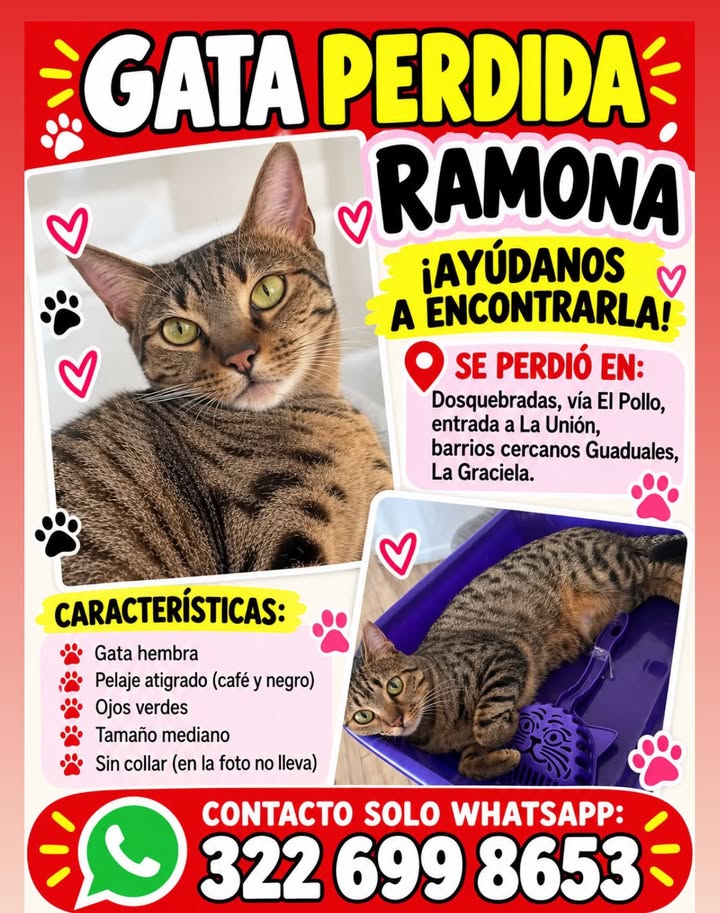 Gata perdida Ramona en Pereira 