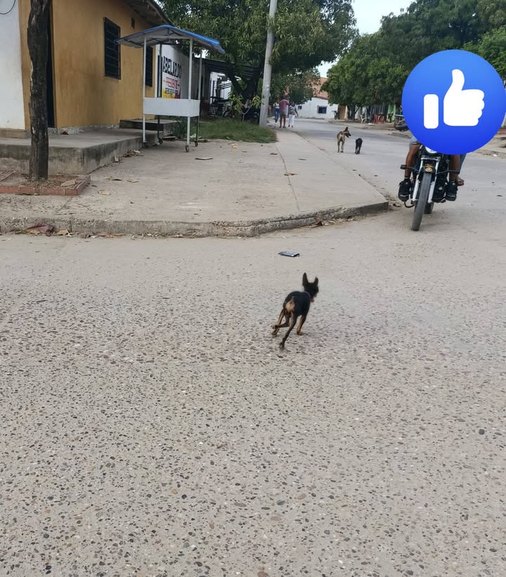 Perrito perdido con patica fracturada en Santa Ana, Magdalena 
