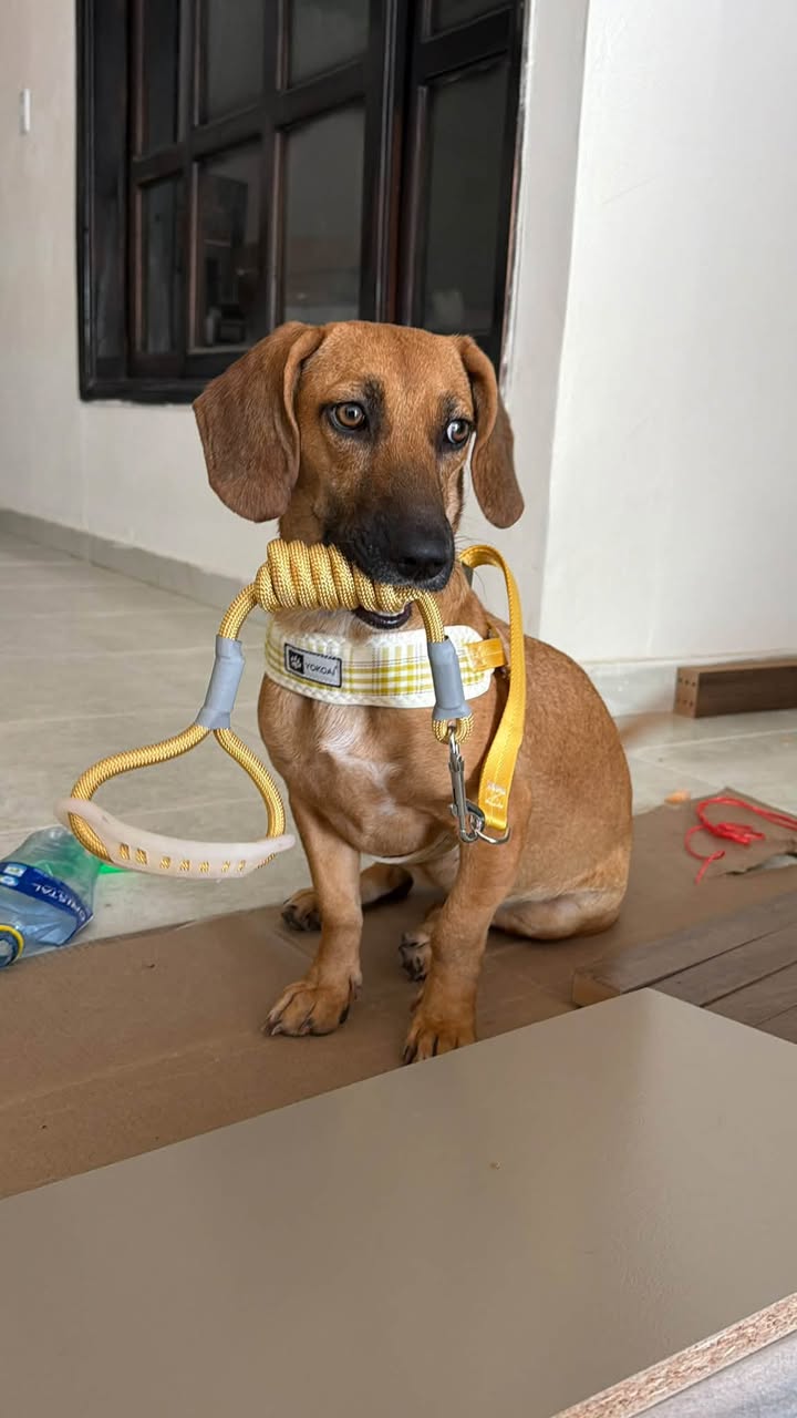 Perra rescatada busca hogar amoroso en Pitalito, Huila 