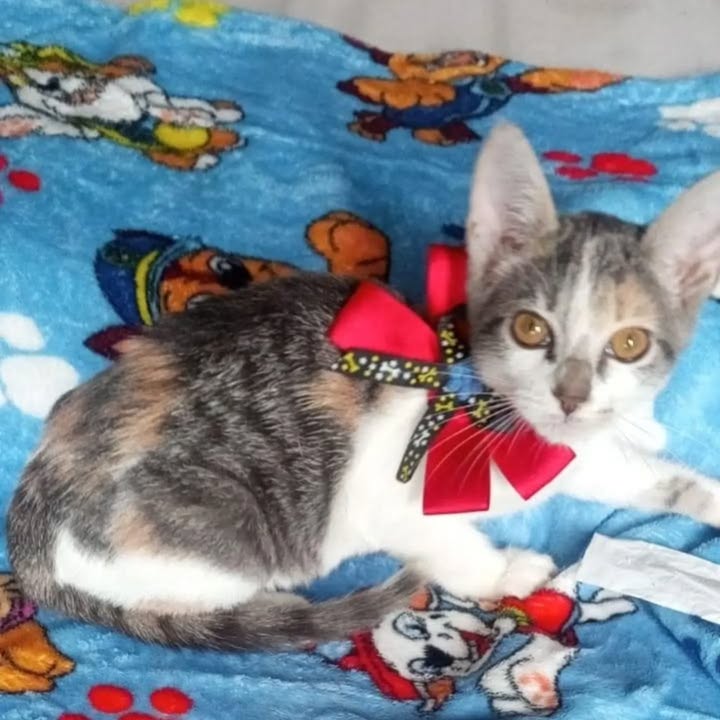 Adopción gatita en Pereira 