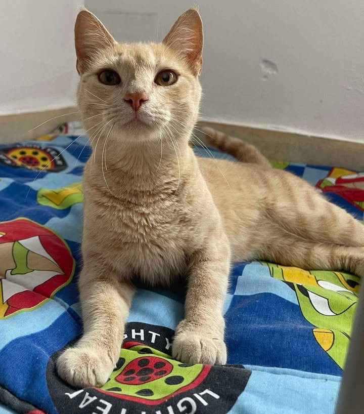 Busca hogar para Gatica en Pereira 