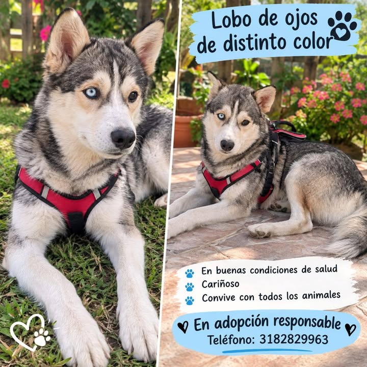 Perro en adopción responsable en Amagá, Antioquia 