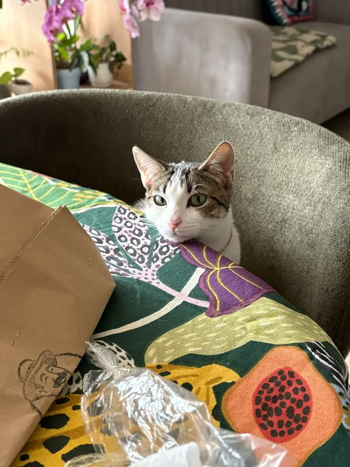 Gato Narita en adopción responsable en Bogotá 