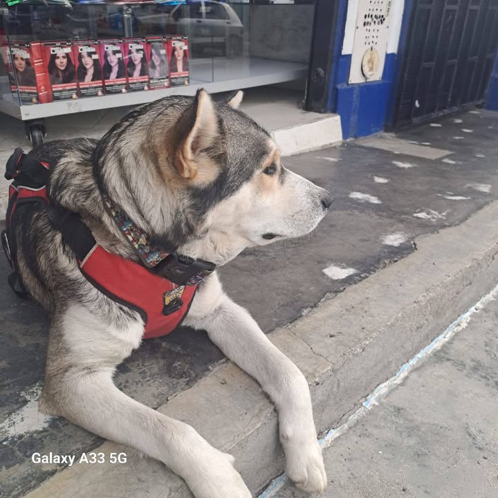 Perro en adopción responsable en Amagá, Antioquia 