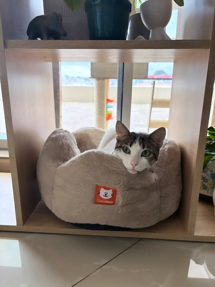 Gato Narita en adopción responsable en Bogotá 