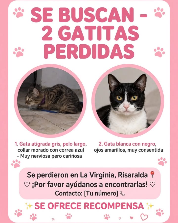 Gatitas perdidas en La Virginia, Risaralda 
