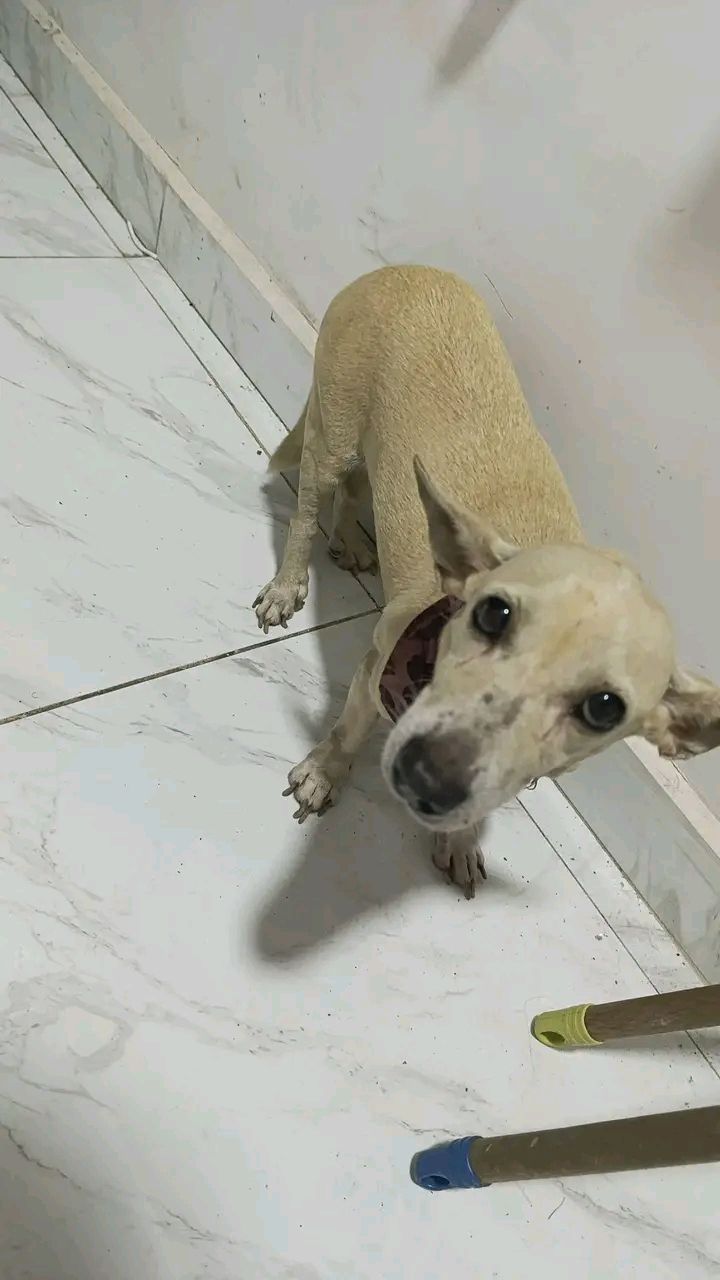 Perro encontrado en La Transversal, Tuluá - Valle 