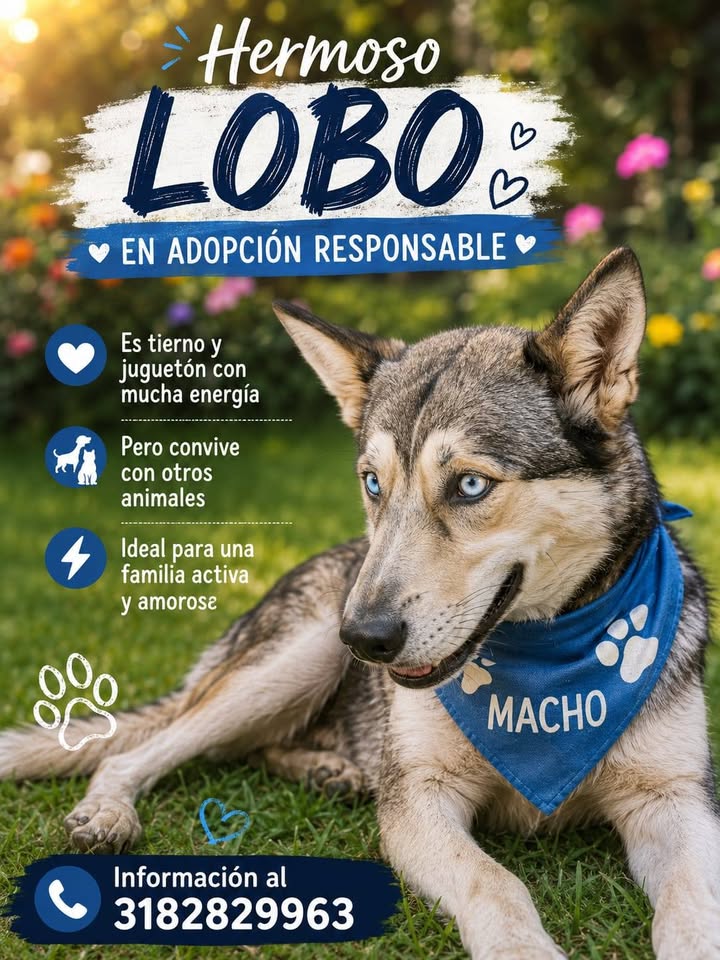 Perro en adopción responsable en Amagá, Antioquia 