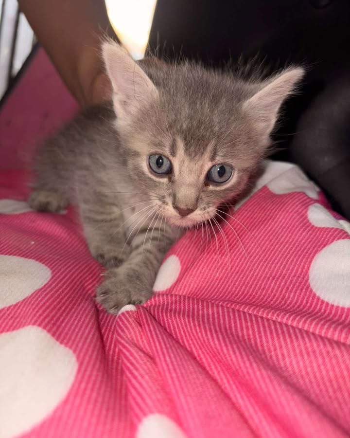 Dos gatitos en adopción en La Virginia 