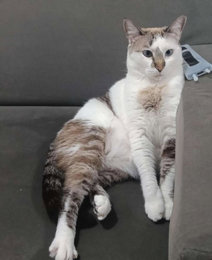 Gatica en adopción en Pereira, Risaralda 