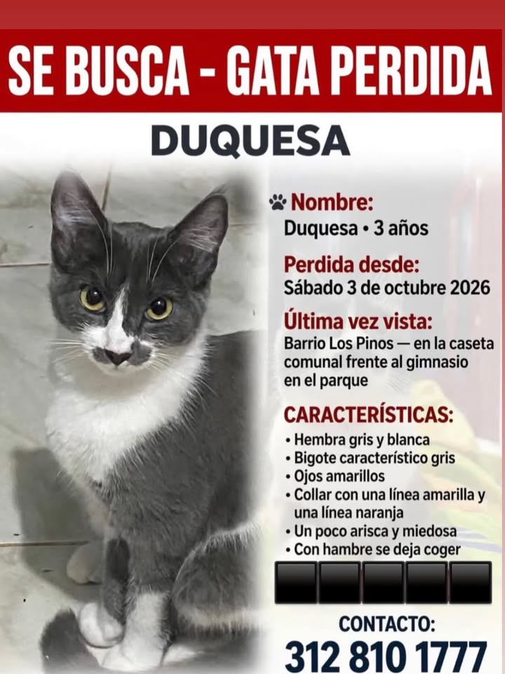 Gata perdida Duquesa en Pereira 