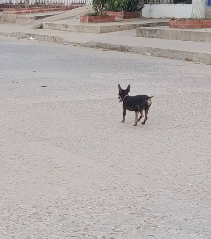 Perrito perdido con patica fracturada en Santa Ana, Magdalena 