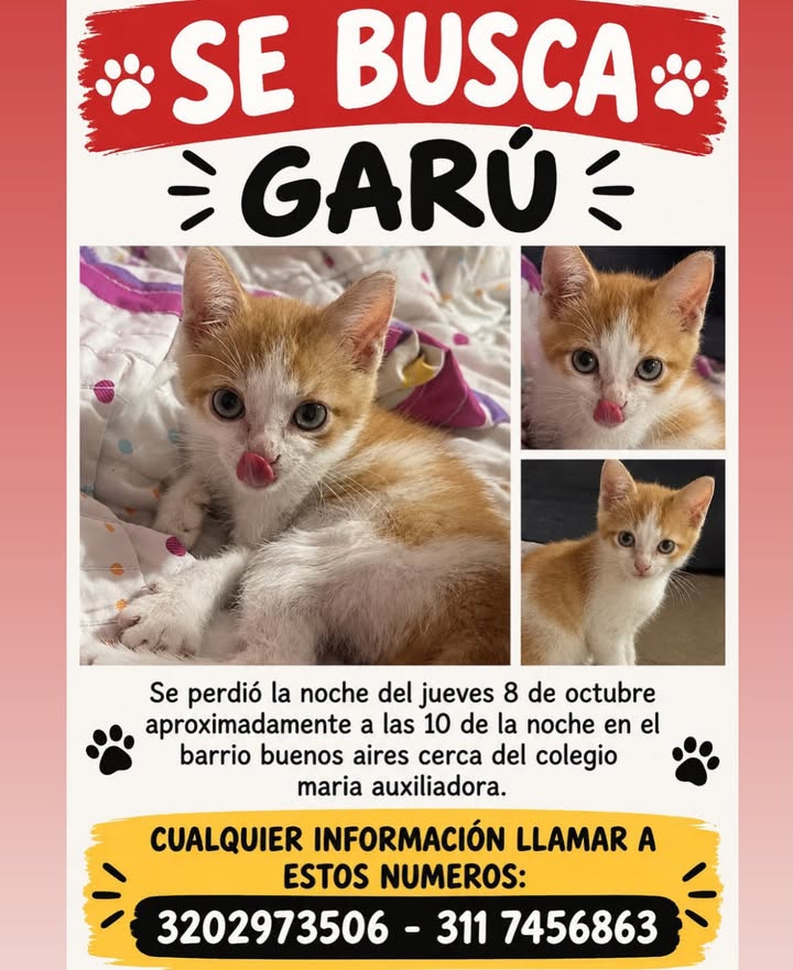 Se busca a Garú, gato naranja y blanco perdido en Pereira 