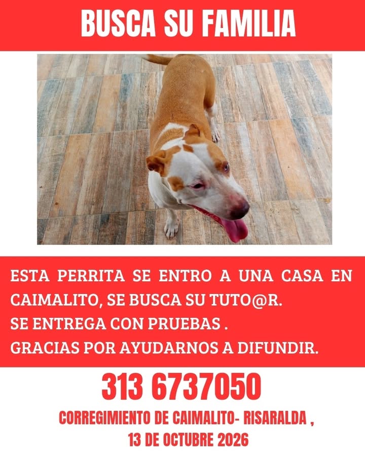 Perrita perdida en Caimalito, Risaralda 