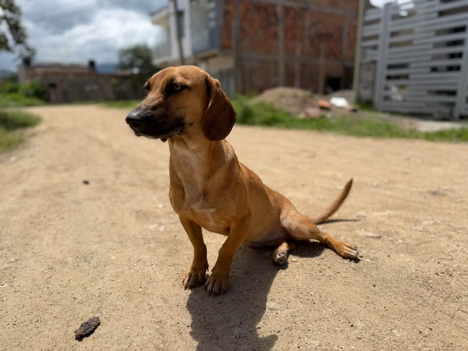 Perra rescatada busca hogar amoroso en Pitalito, Huila 
