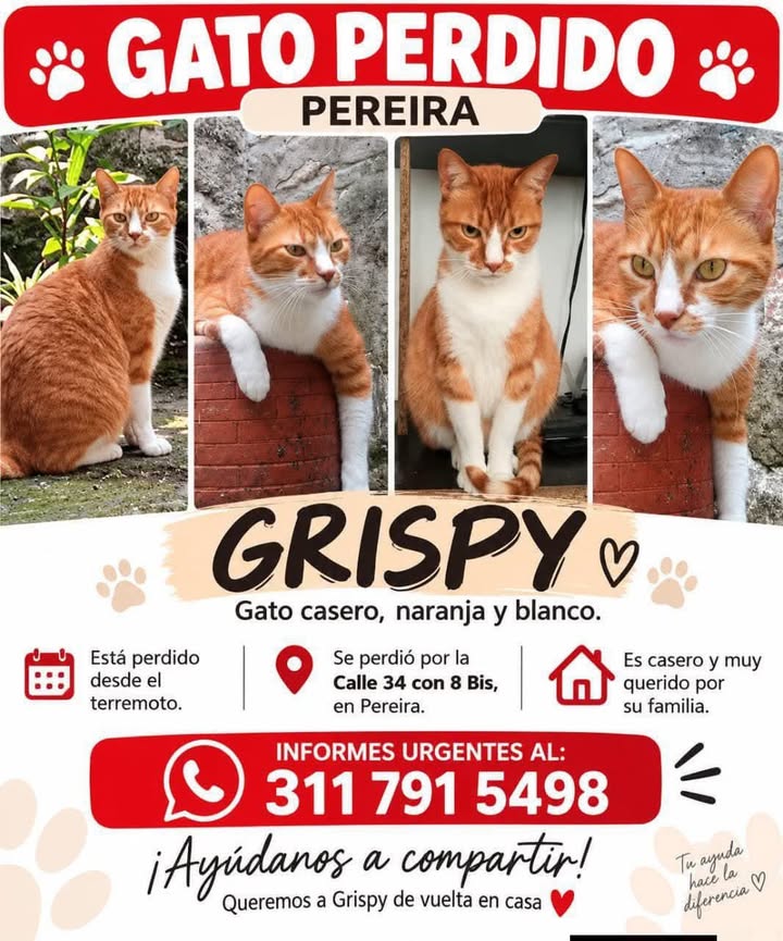 Gato perdido en Pereira: Grispy, naranja y blanco 