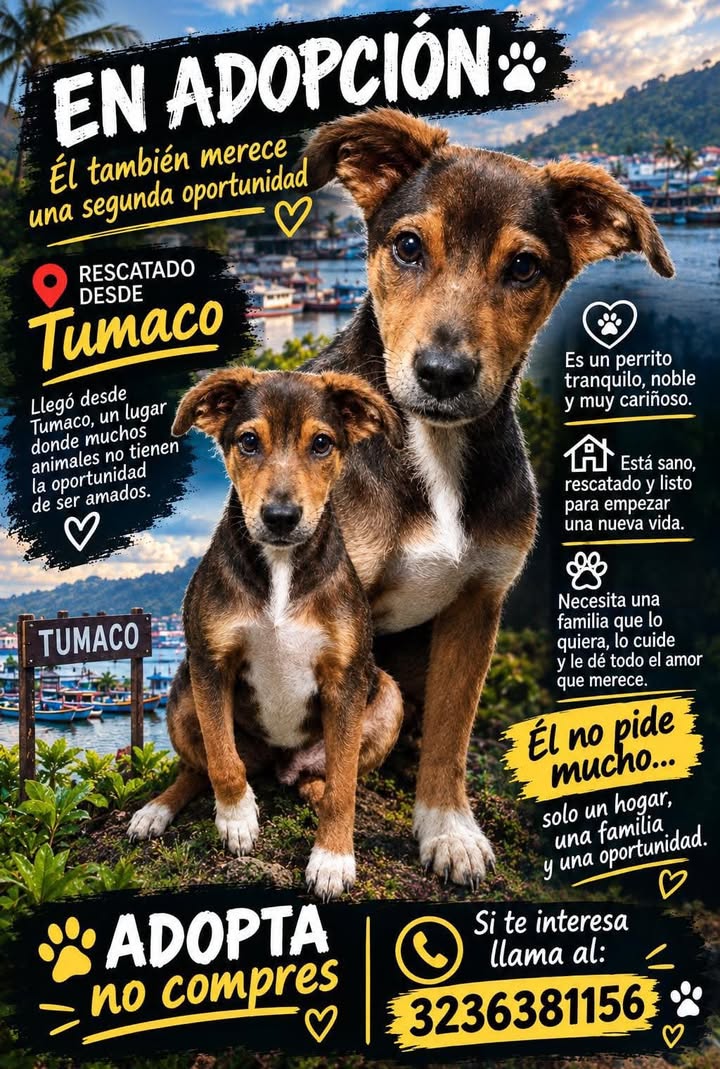 Adopta un perro en Pasto, Nariño 