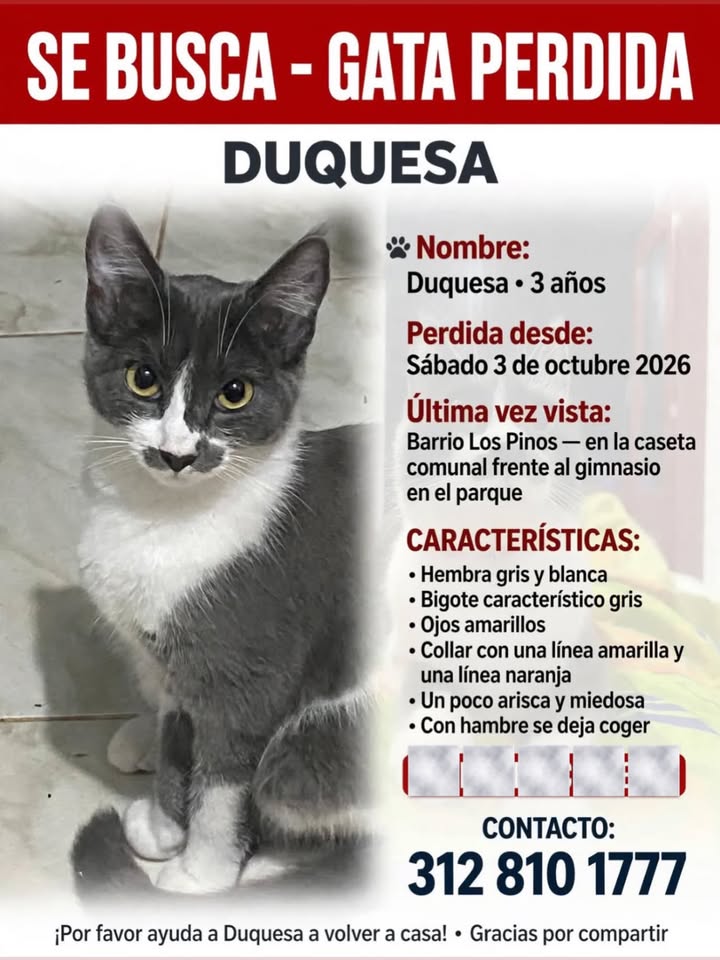Gata perdida Duquesa en Pereira, Risaralda 