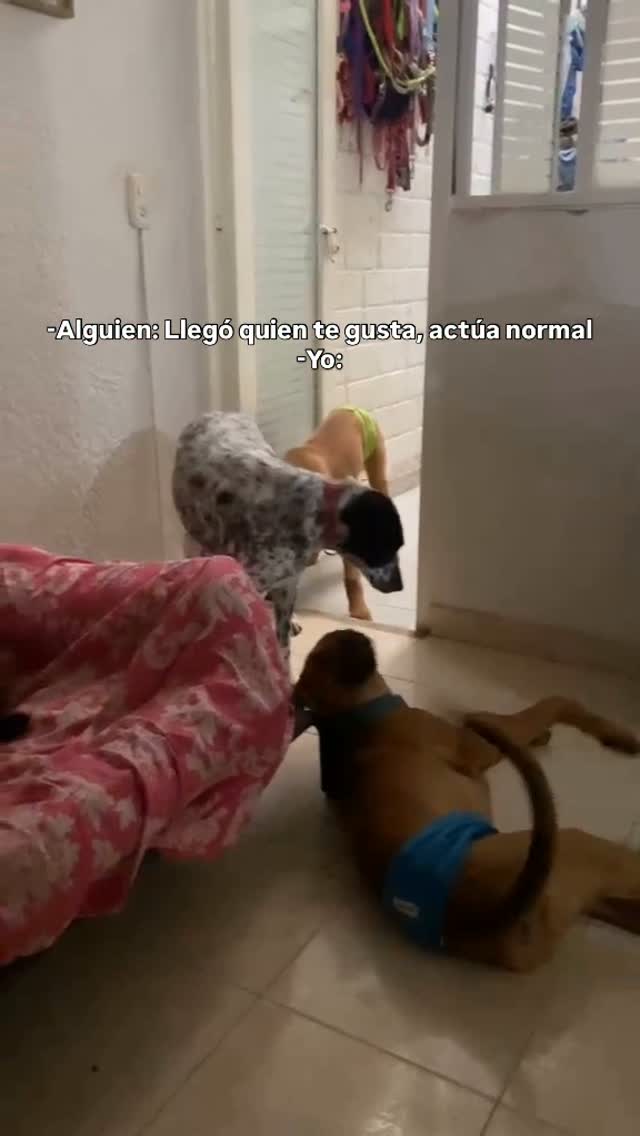 Perro en adopción en Bogotá, Colombia 