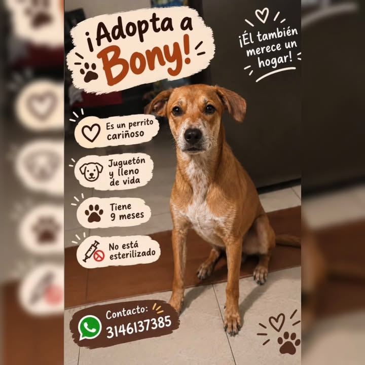 Perro en adopción en Risaralda 