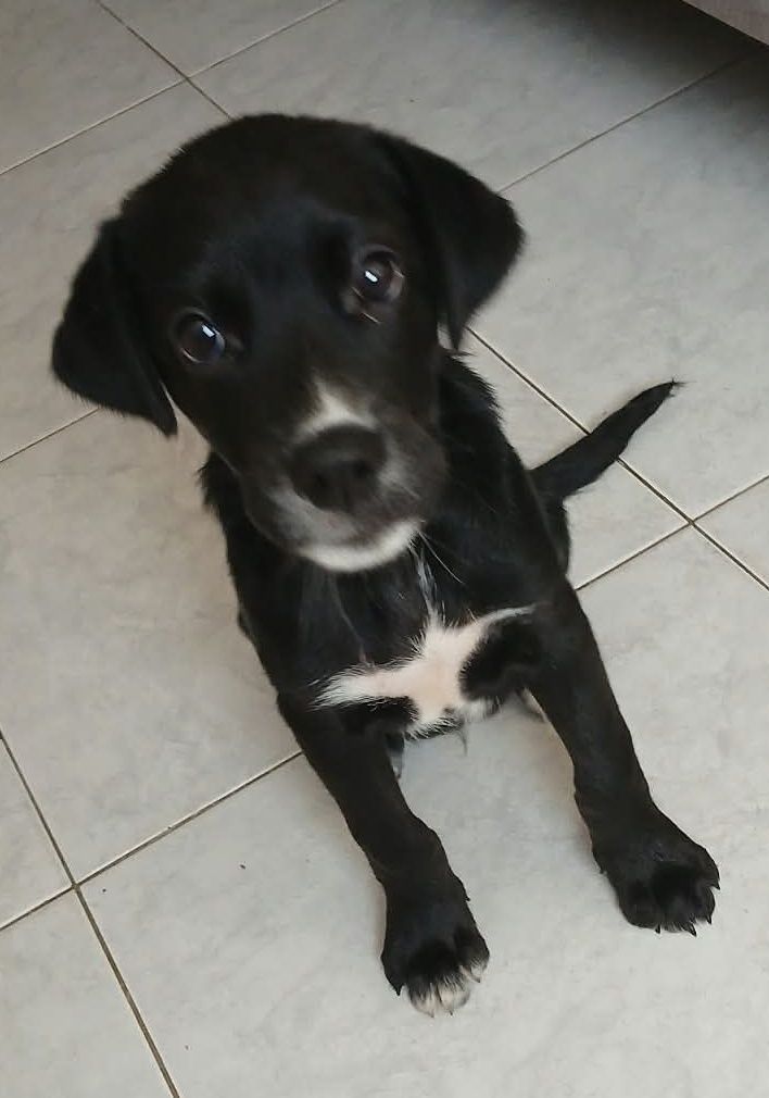 Perrito en adopción en Pereira, Risaralda 