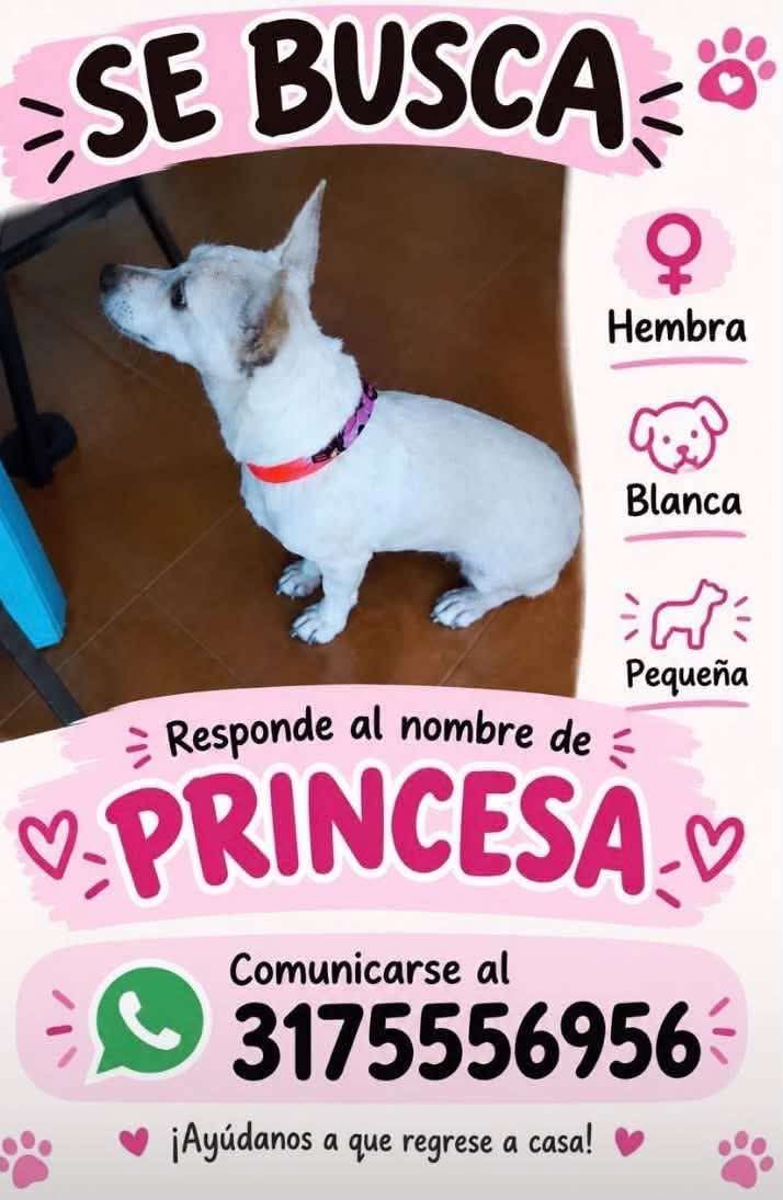 Perra Chihuahua perdida en Tuluá 