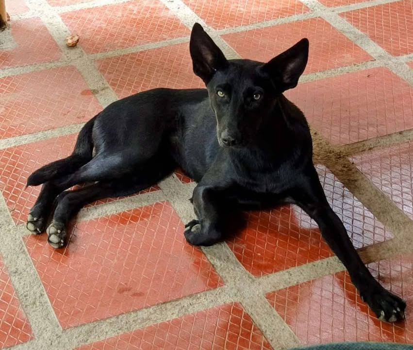 Buscan Hogar para Perritos en Adopción 