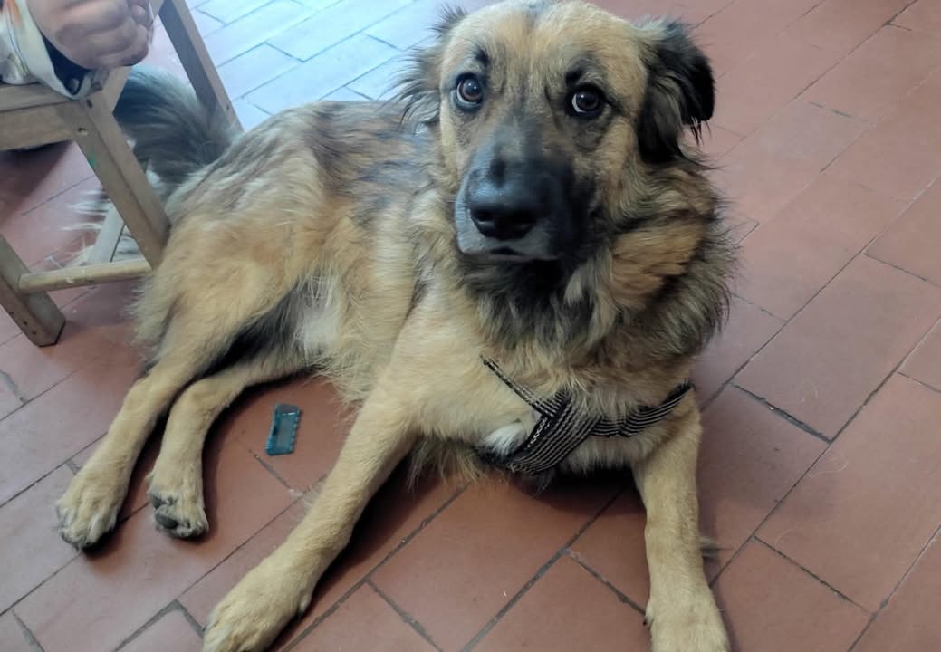 Perrito en adopción en Pereira, Risaralda 