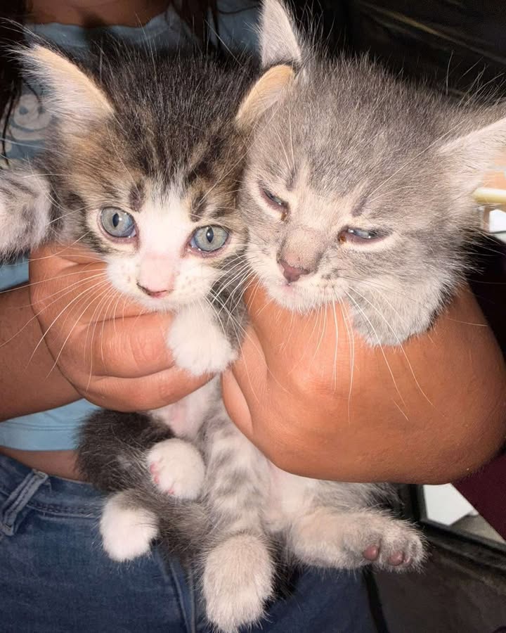 Dos gatitos en adopción en La Virginia 