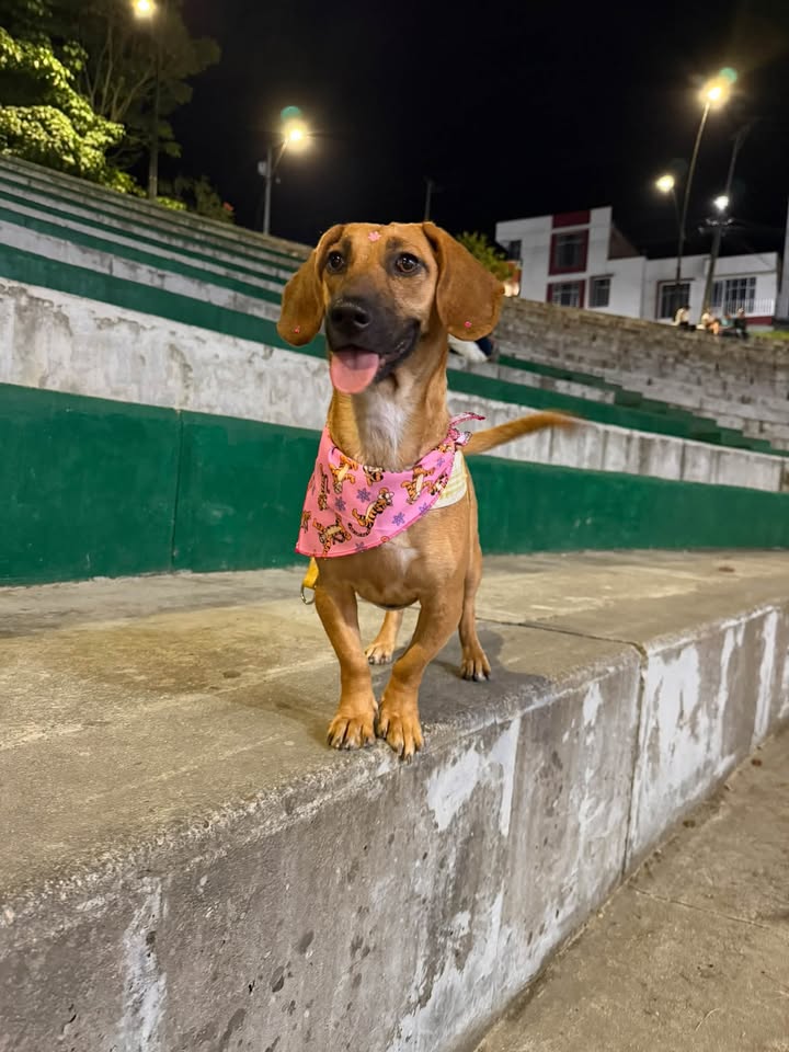 Perra rescatada busca hogar amoroso en Pitalito, Huila 