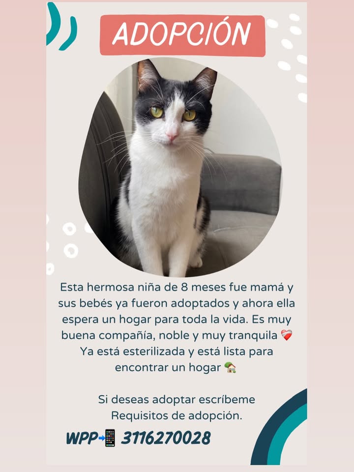 Gato Bebé en Adopción en Pereira, Risaralda 