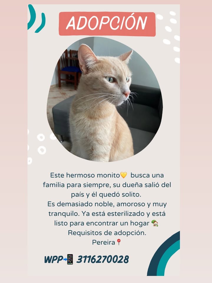 Gato Bebé en Adopción en Pereira, Risaralda 
