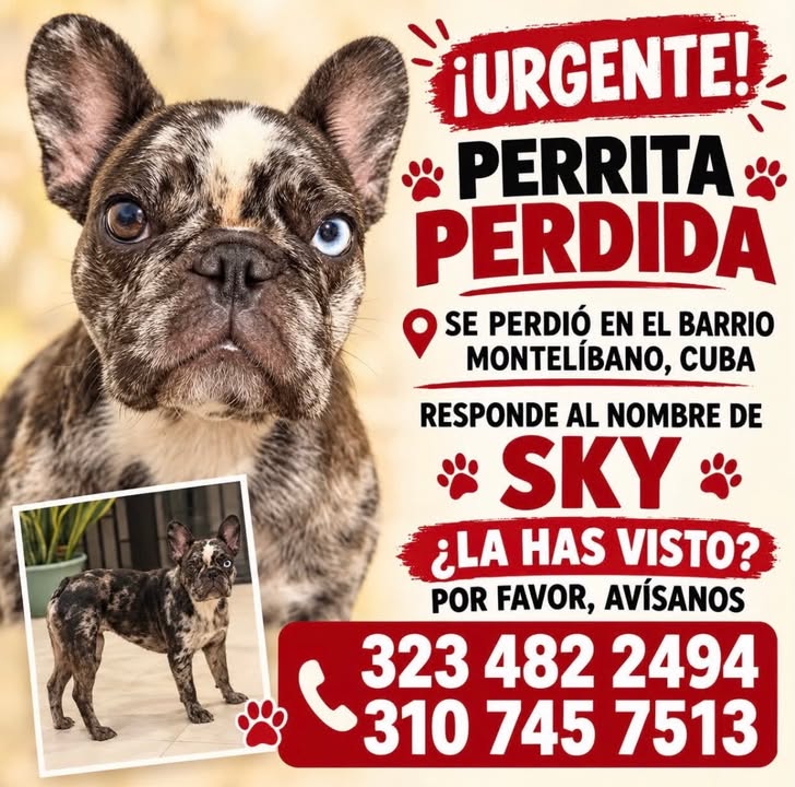 Perrita perdida en Pereira, Risaralda 