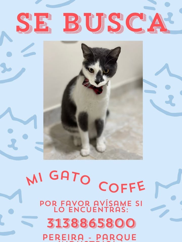 Gato Coffe perdido en Pereira 