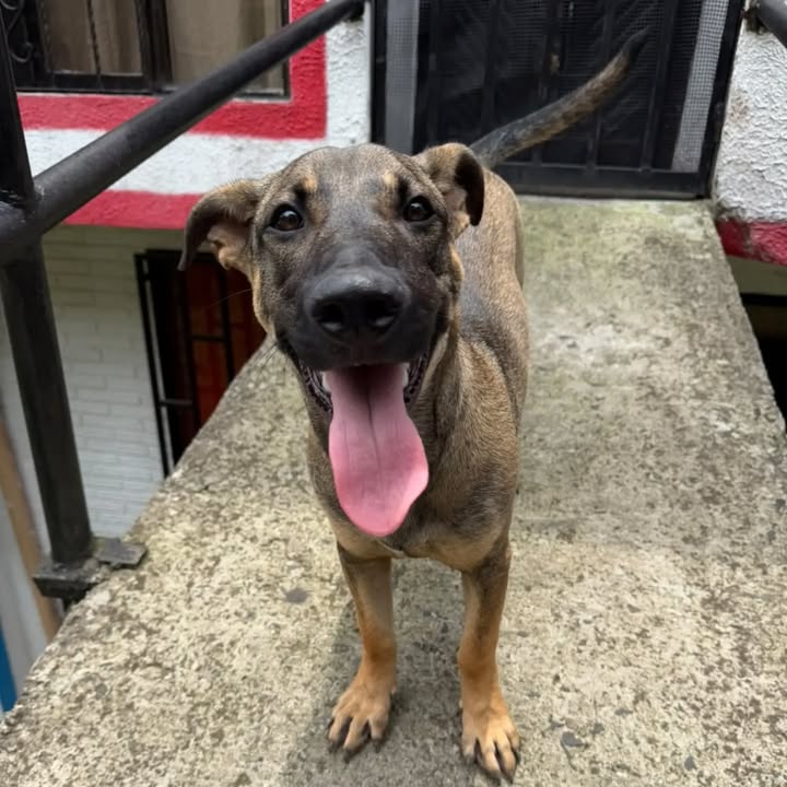 Perrito encontrado en Altos de la Capilla, Pereira, Risaralda 