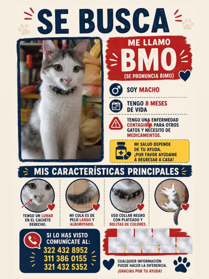 Gato BMO se perdió en Pereira, Risaralda 