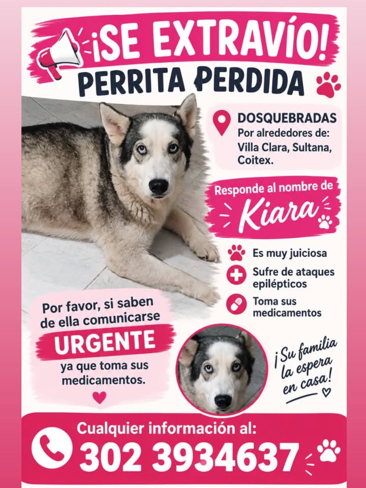 Perra Perdida en Pereira 