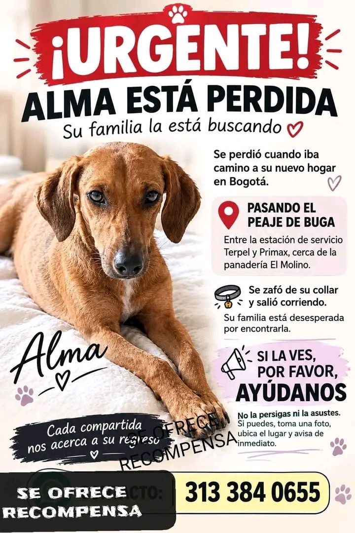 Perro perdido en Tuluá, Valle 