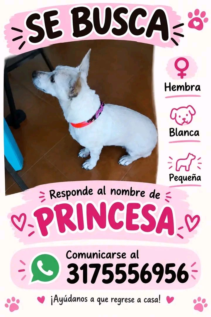 Perra perdida en Tuluá 