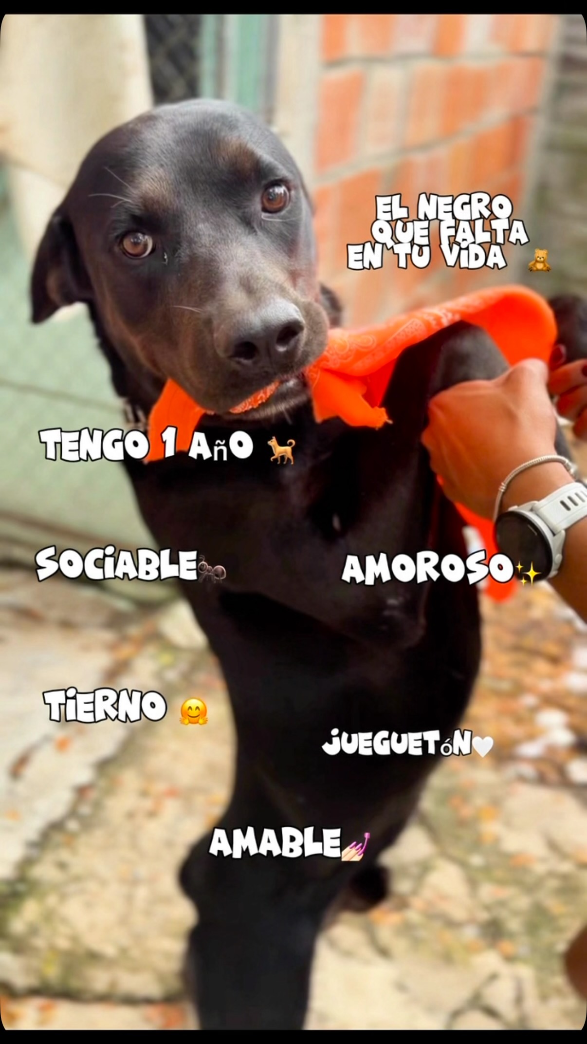 Perrito negro para adopción en Cartago, Valle 