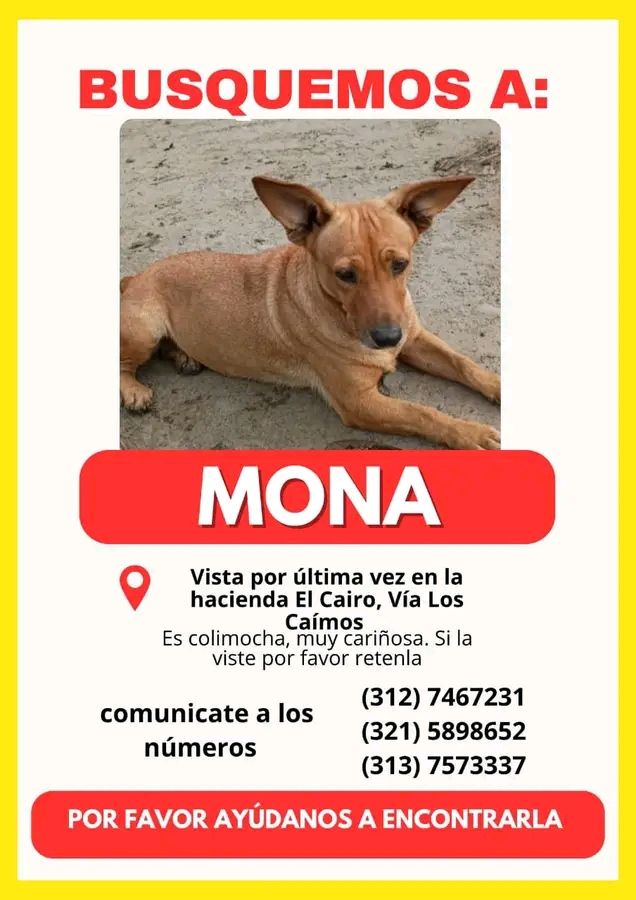 Perro perdido en Tuluá: Busca a Mona 